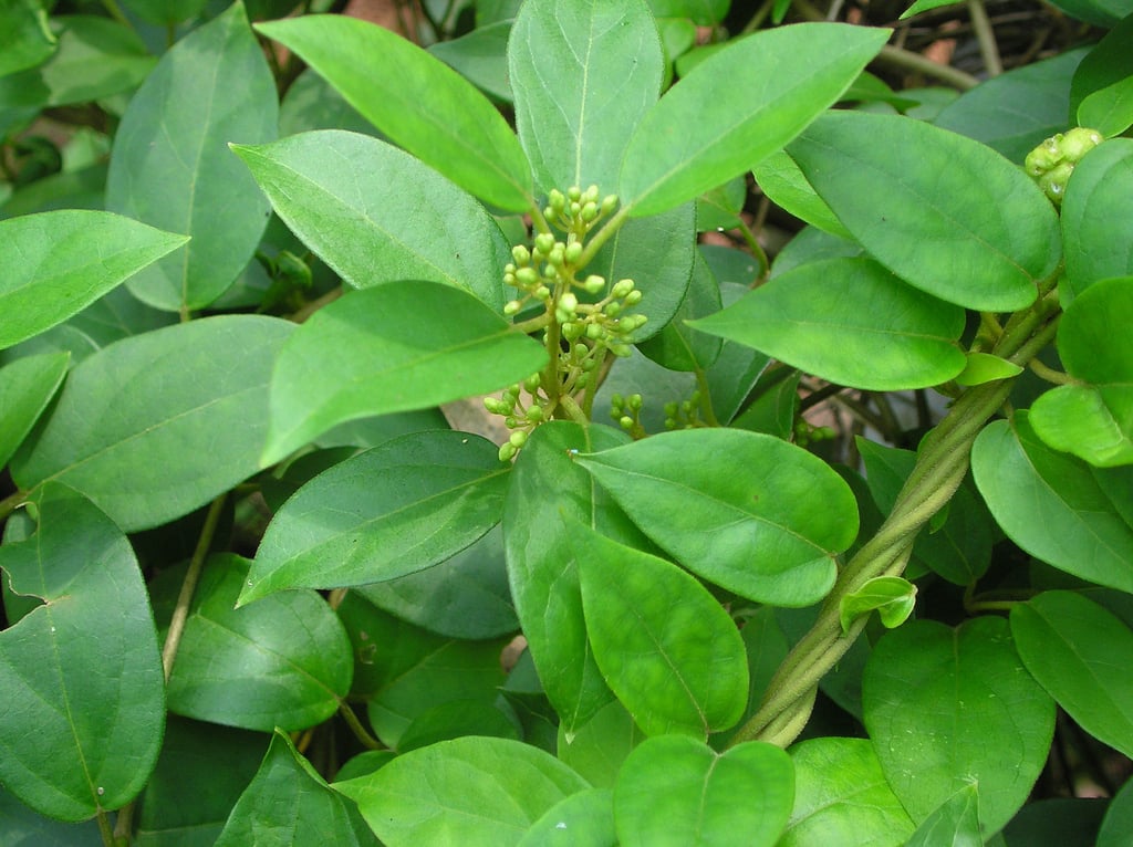 Green Tea Leaf Extract
