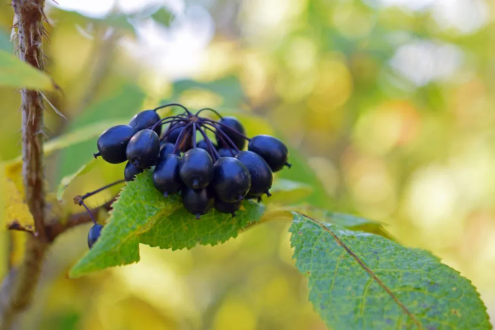 Siberian Ginseng Root Extract
